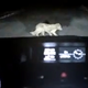 Illustration for article titled This video of a car hitting a dog is emnot/em what it seems
